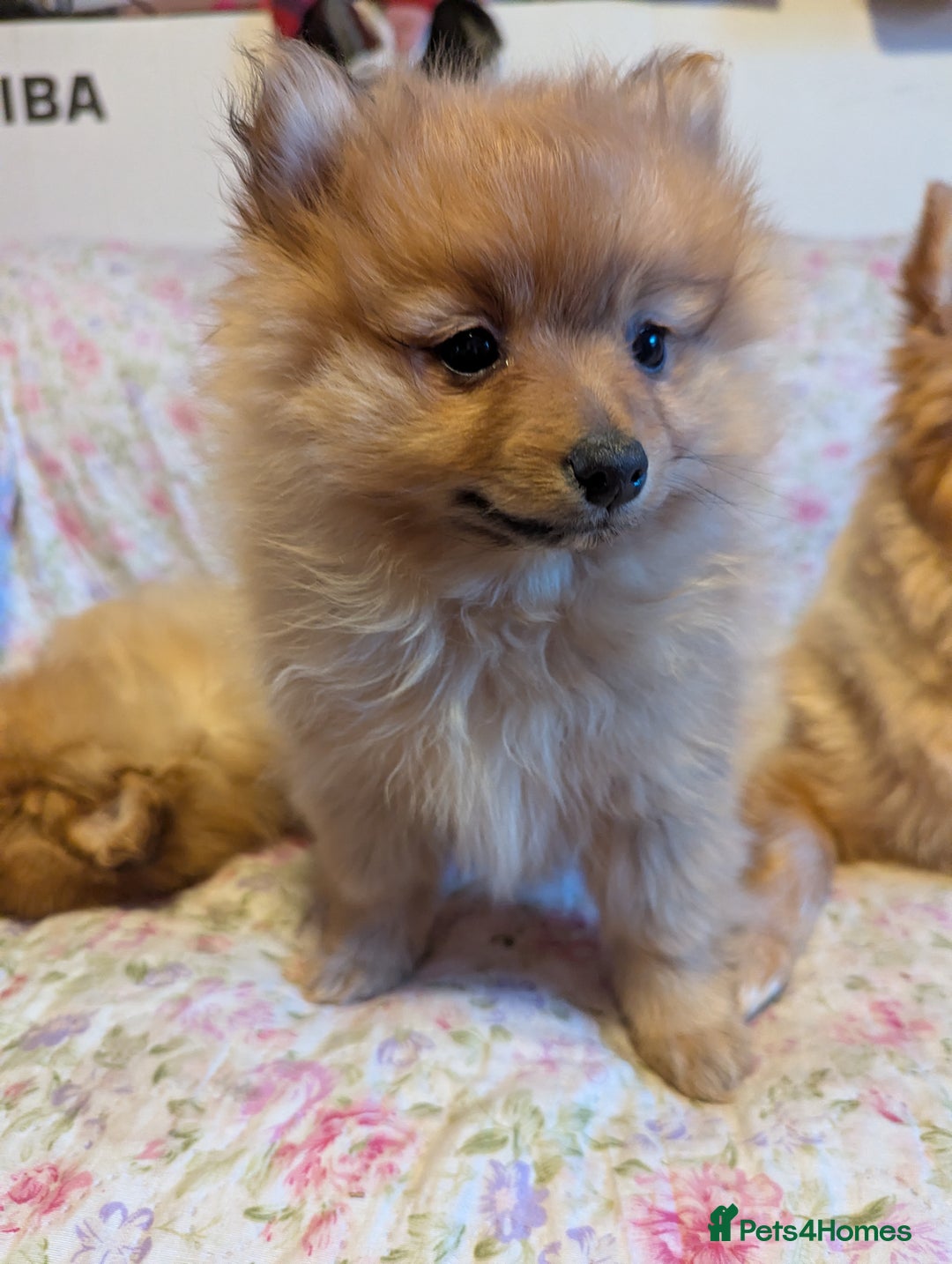 Pomeranian dogs for sale: 2 LEFT!! Purebred Cute fluffy Pomeranian Puppies! - Image 15