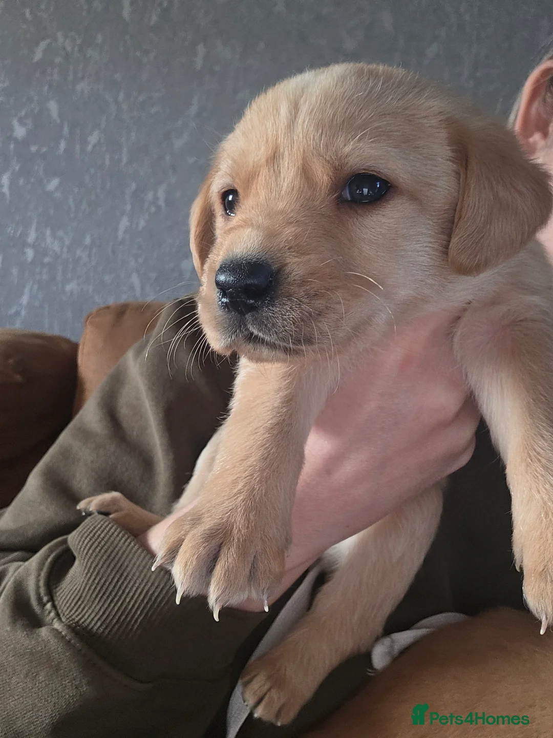 Labrador Retriever dogs for sale: 8 labrador puppies for sale  - Advert 7