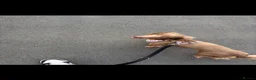 Dachshund dogs for sale: Buddy 3yr old dachshund for sale  - Advert 4