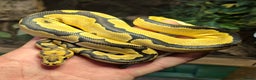Python Snake reptiles for sale: Various baby Royal Pythons for sale  - Advert 1