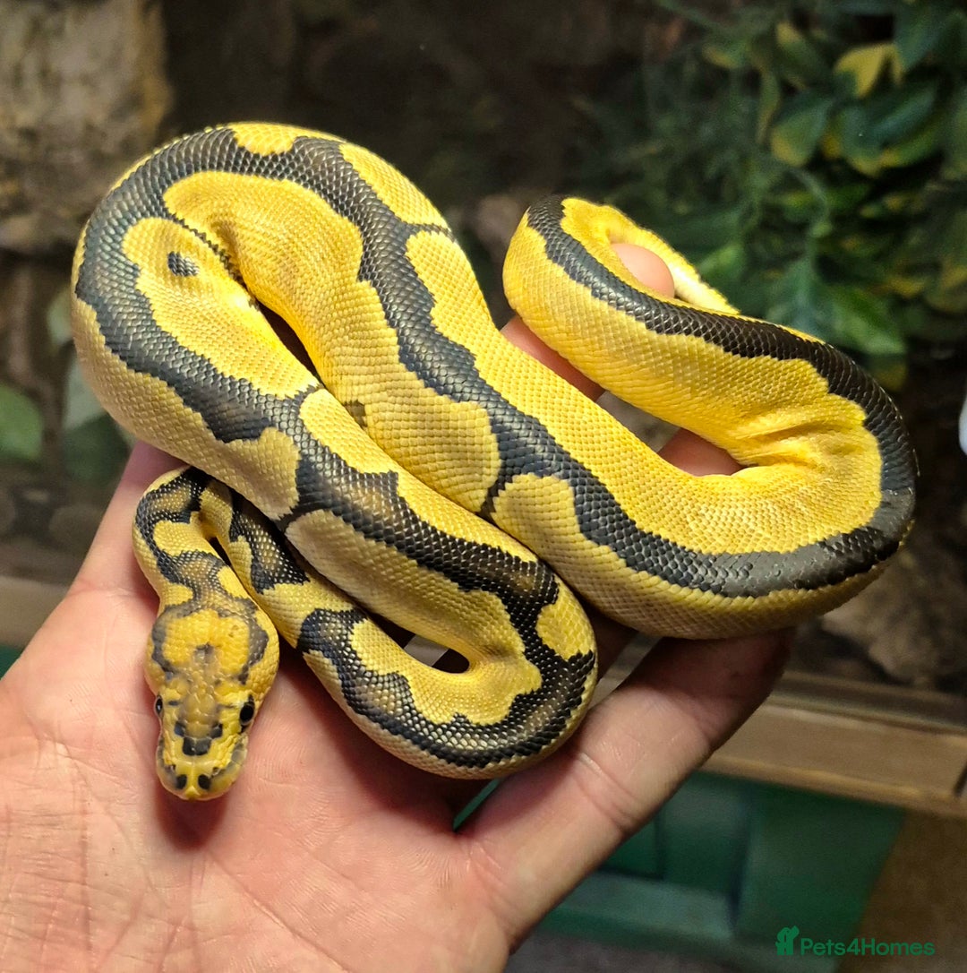 Python Snake reptiles for sale: Various baby Royal Pythons for sale  - Advert 1
