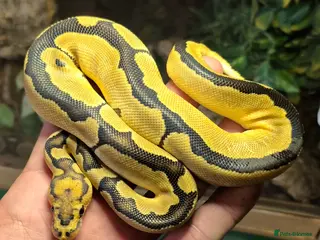 Python Snake reptiles Various baby Royal Pythons for sale - Advert 7