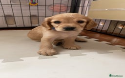 Cockapoo dogs for sale: Beautiful cockapoo pups - Image 14