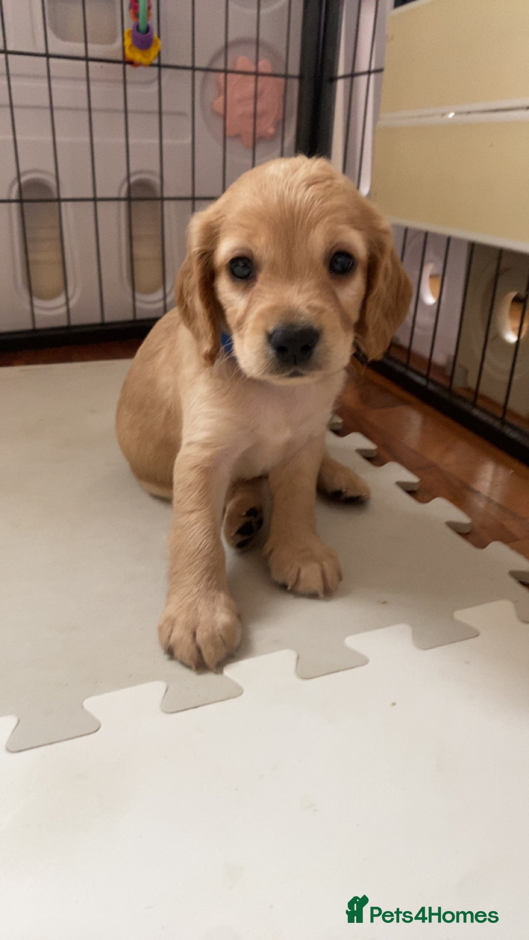Cockapoo dogs for sale: Beautiful cockapoo pups - Image 14