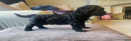 Mixed Breed dogs for sale: Toy poodle and miniature poodle mix puppies  - Advert 25