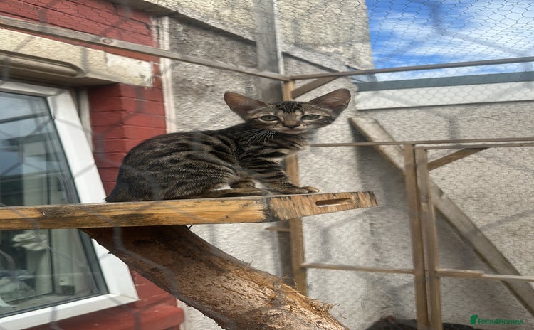 Bengal cats - Advert 6