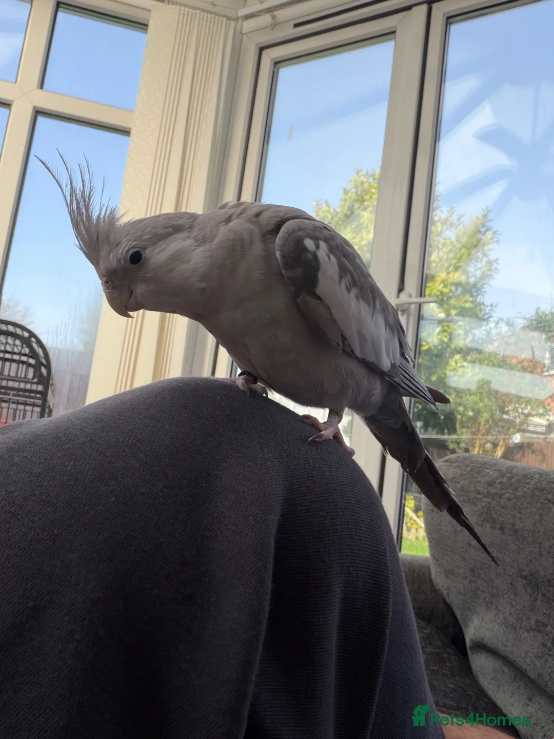 Cockatiels birds for sale: Tame cockatiels for sale in Nottingham - Advert 1