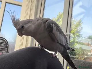 Cockatiels birds Tame cockatiels for sale - Advert 3