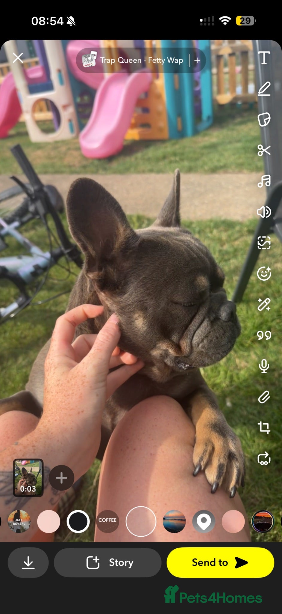 French Bulldog dogs French Bulldog 💗 - Advert 13