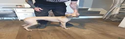 Whippet dogs for sale: Whippet puppies  - Advert 11