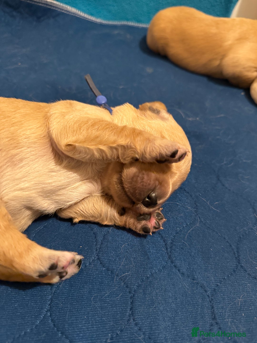 Golden Retriever dogs for sale: Beautiful Golden Retriever boys  - Image 22