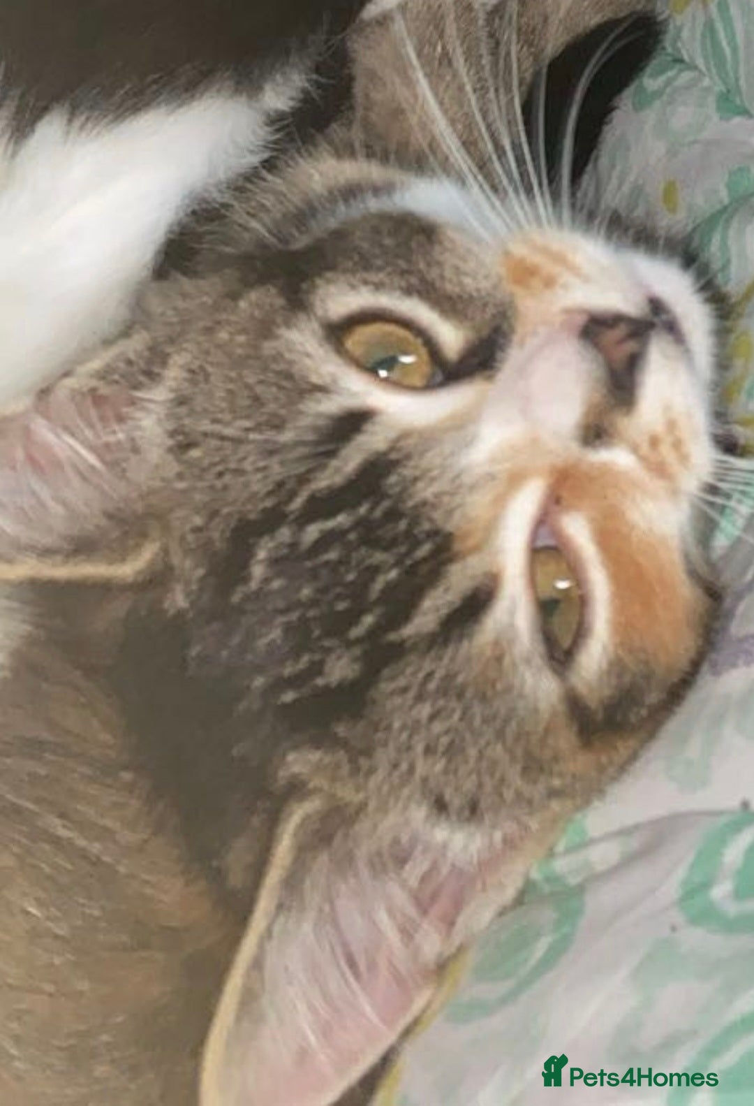 British Shorthair cats for sale: Beautiful cat available - Advert 2