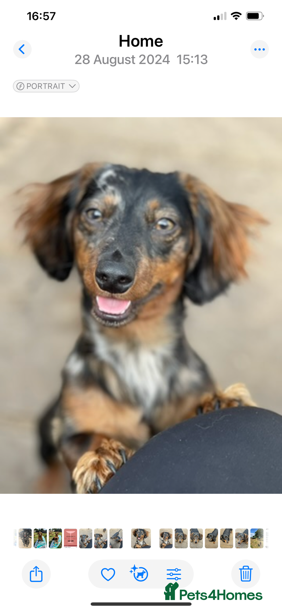 Miniature Dachshund dogs for sale: Stunning tiny KC Miniature Dachshunds - Advert 12