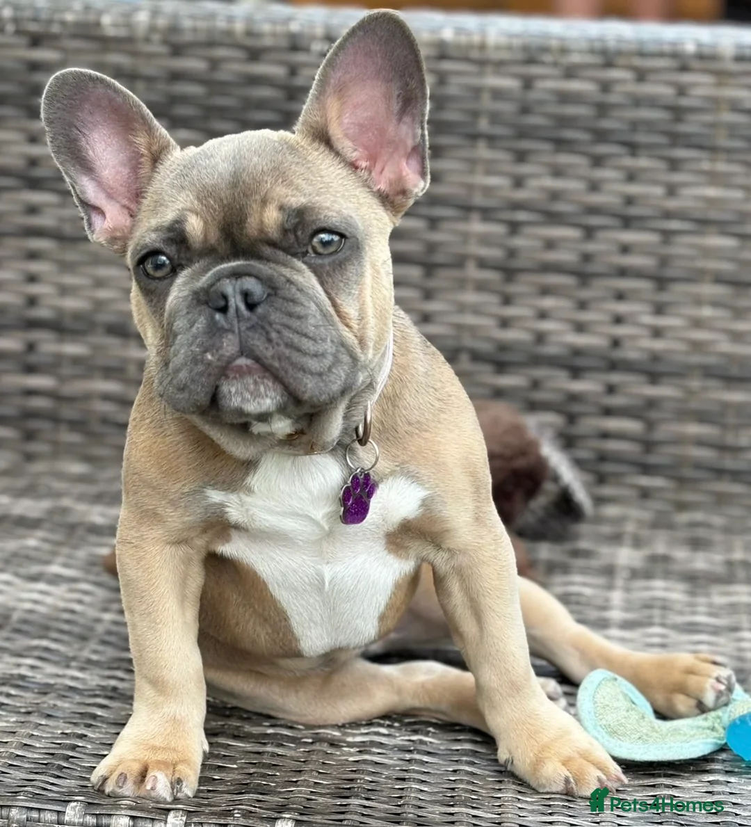 French Bulldog dogs for sale: 🐾 Adorable French Bulldog Puppies 🐾 - Advert 1