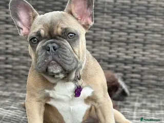 French Bulldog dogs 🐾 Adorable French Bulldog Puppies 🐾 - Advert 6