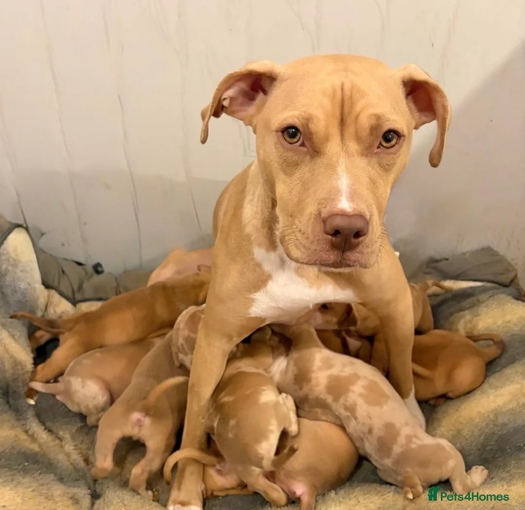 Mixed Breed dogs for sale: 🐾 English Bulldog x American Staff Puppies 🐾  - Advert 10