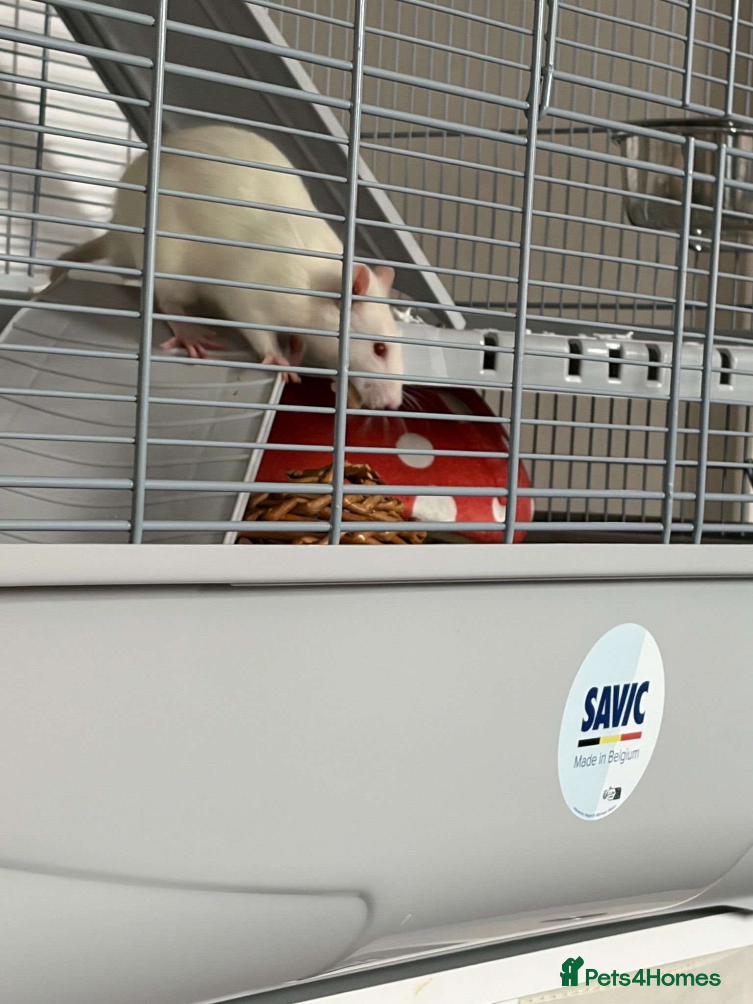 Rat rodents Dumbo rats - Advert 10