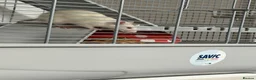 Rat rodents for sale: Dumbo rats in Stanford-le-Hope - Advert 1