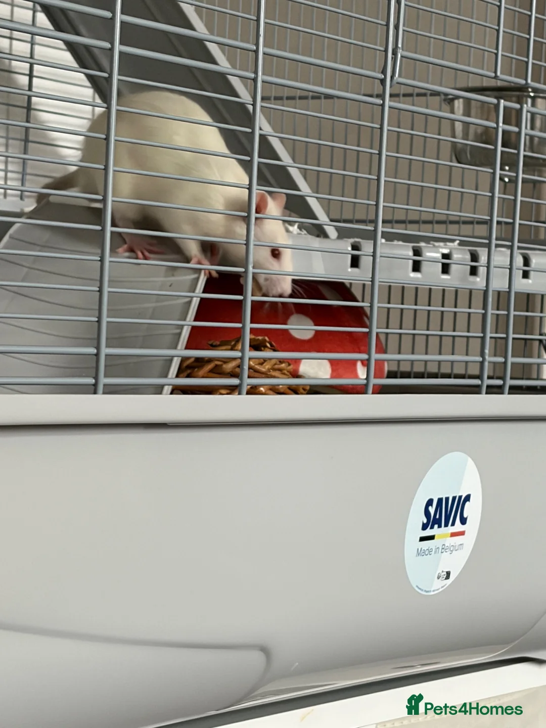Rat rodents for sale: Dumbo rats in Stanford-le-Hope - Advert 1
