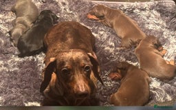 Mixed Breed dogs for sale: Outstanding family pets  - Image 12