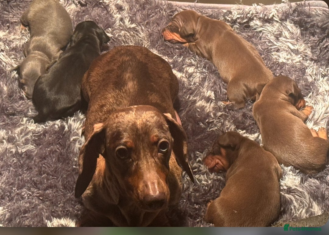 Mixed Breed dogs for sale: Outstanding family pets  - Image 12