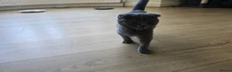 Scottish Fold cats for sale: 😼Last boy 😻SCOTTISH FOLD 😽 - Advert 9