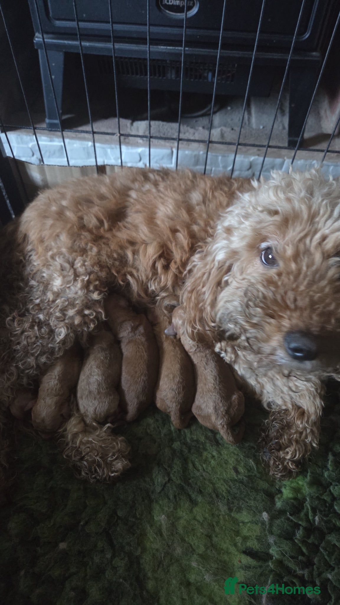 Cockapoo dogs Beautiful cockapoo  - Advert 16