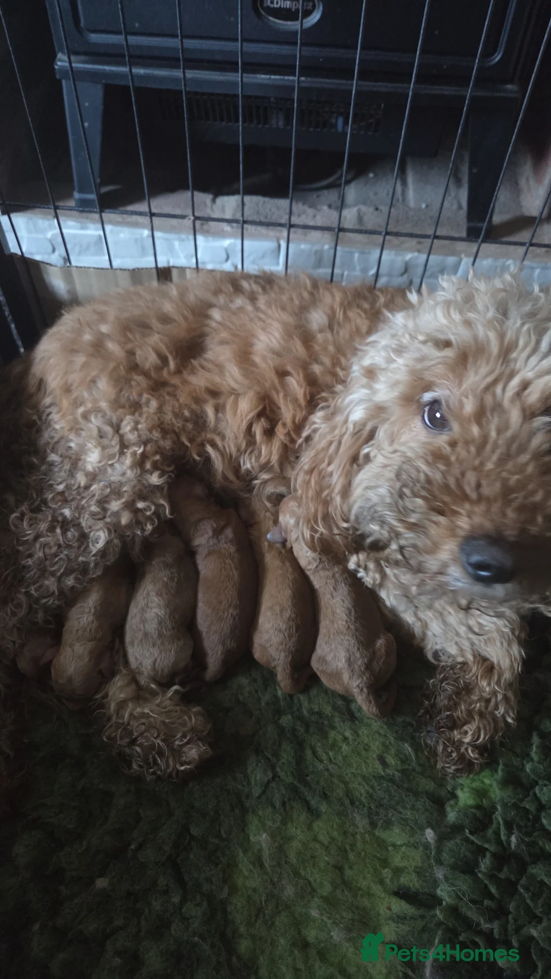 Cockapoo dogs for sale: Beautiful cockapoo  - Advert 1