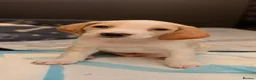 Beagle dogs for sale: Beautiful Beagle Puppes - Loving Homes Wanted in Christchurch - Advert 5