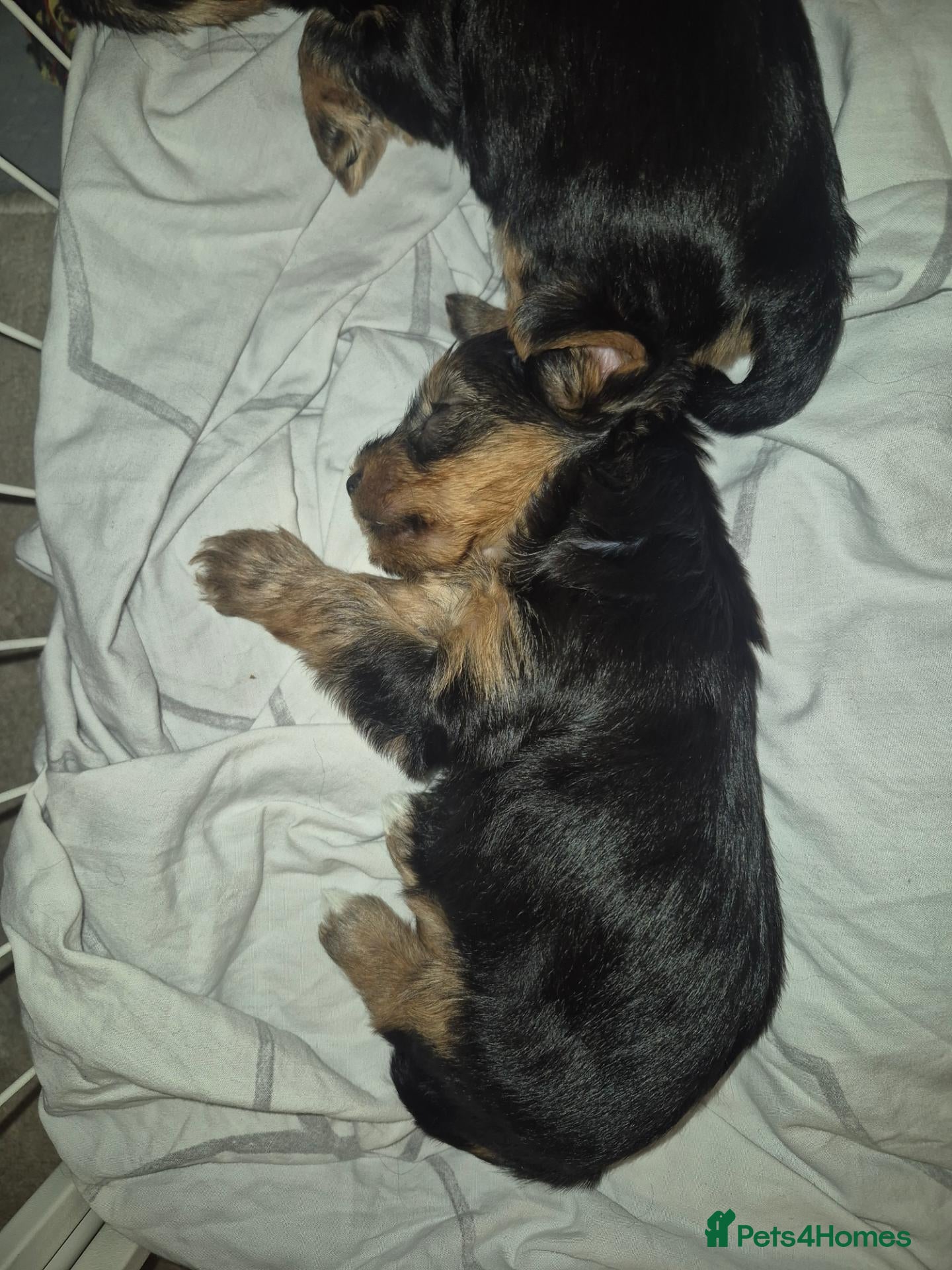 Yorkshire Terrier dogs 5 adorable 5 week old Yorkshire terriers - Advert 1