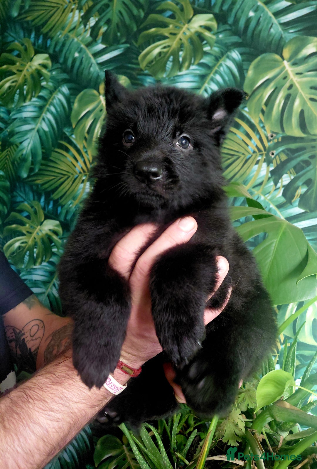 German Shepherd dogs for sale: German shepherd puppies - Advert 7