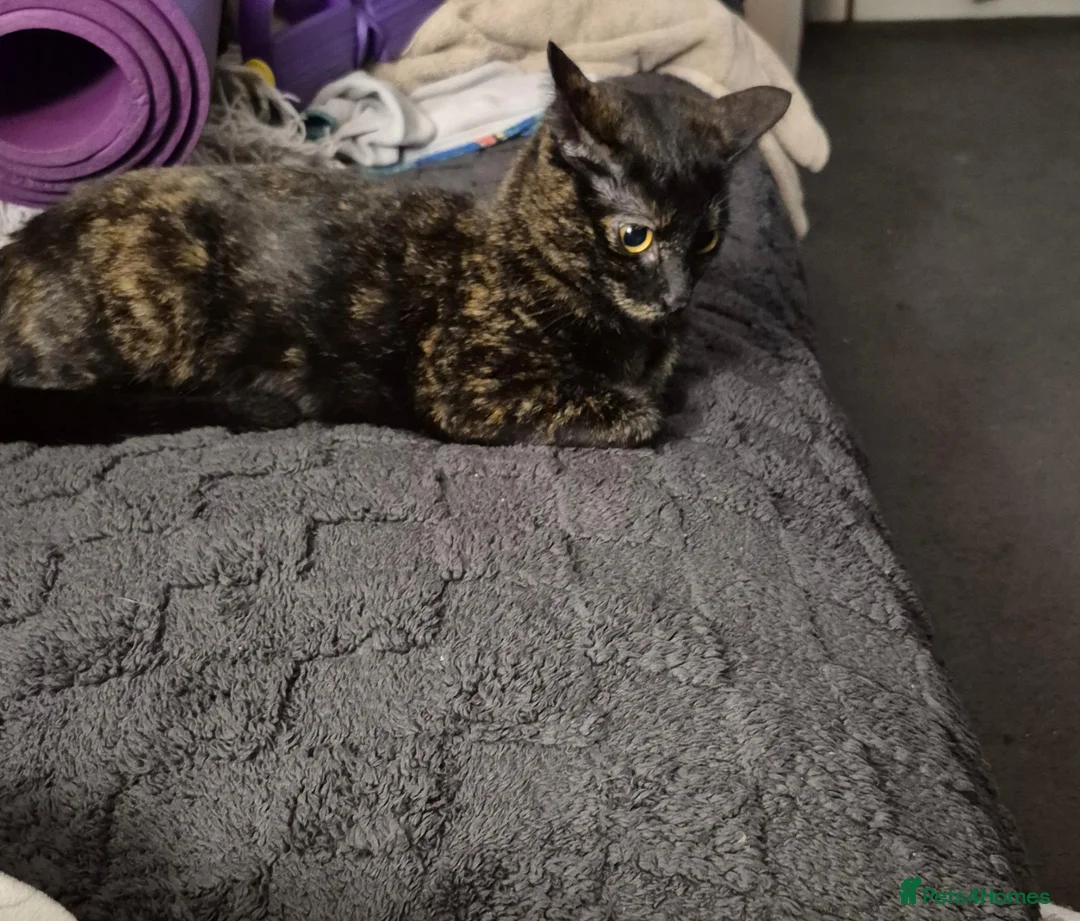 British Shorthair cats for sale: Looking to rehome my female - Advert 3