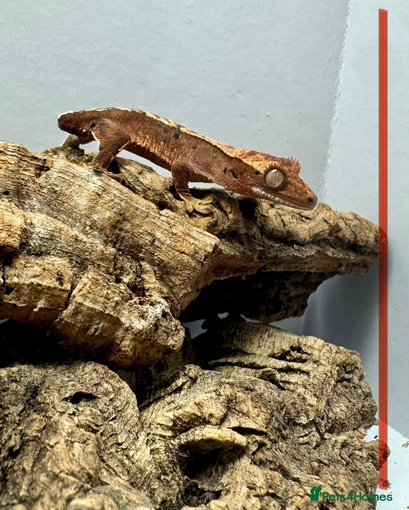 Gecko reptiles Baby Crested Geckos for Sale – Multiple Morphs  - Advert 3