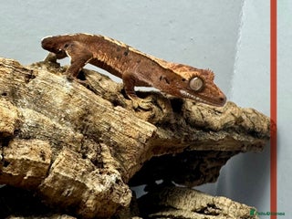 Gecko reptiles Baby Crested Geckos for Sale – Multiple Morphs - Advert 3