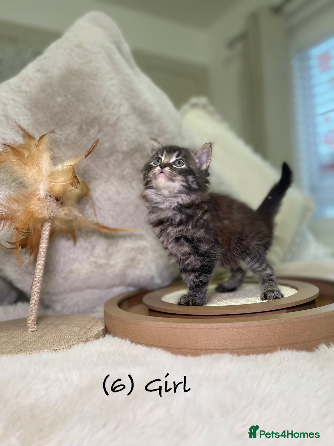 Mixed Breed cats for sale: Stunning kittens 8 weeks old ready now  - Advert 22