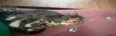 Domestic Shorthair 1