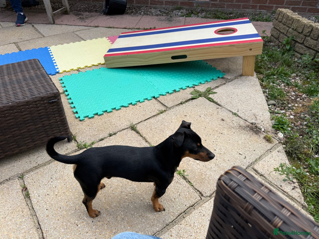 Jack Russell dogs for sale: Gorgeous Jack Russell Puppies - Image 27