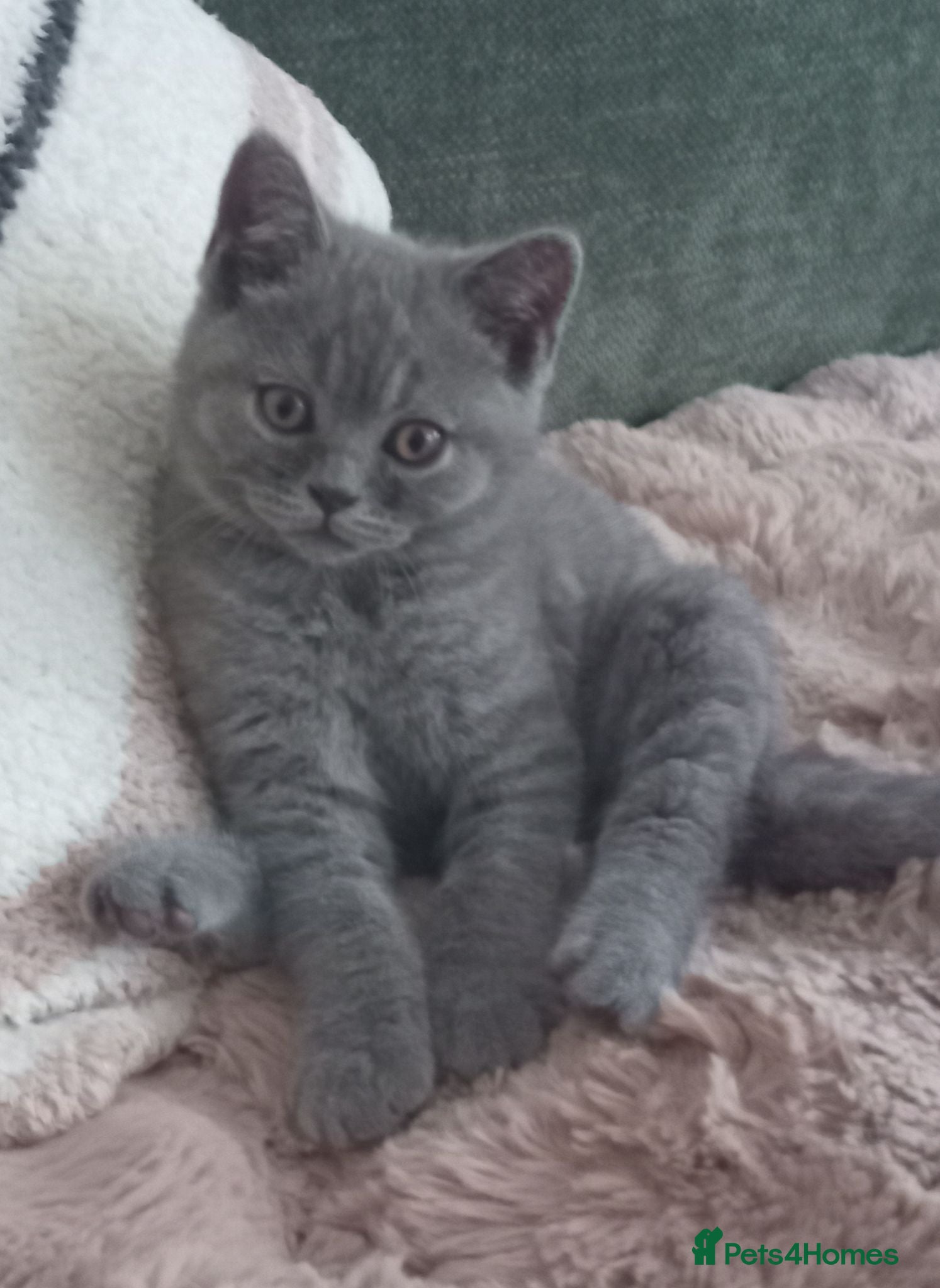 British Shorthair cats Gorgeous British short-hair kittens  - Advert 5