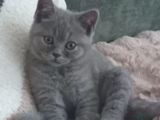 British Shorthair cats Gorgeous British short-hair kittens - Advert 5