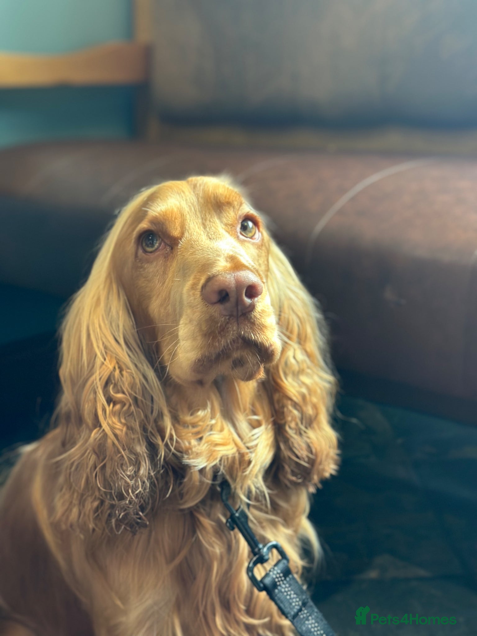 Cocker Spaniel dogs KC Registered Cocker Spaniel Stud ⭐ Low COI 1.4% - Advert 1