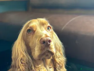 Cocker Spaniel dogs KC Registered Cocker Spaniel Stud ⭐ Low COI 1.4% - Advert 1