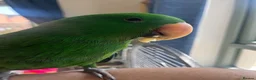 Mixed Breed birds for sale: Eclectus Parrot  in Newtownards - Advert 2