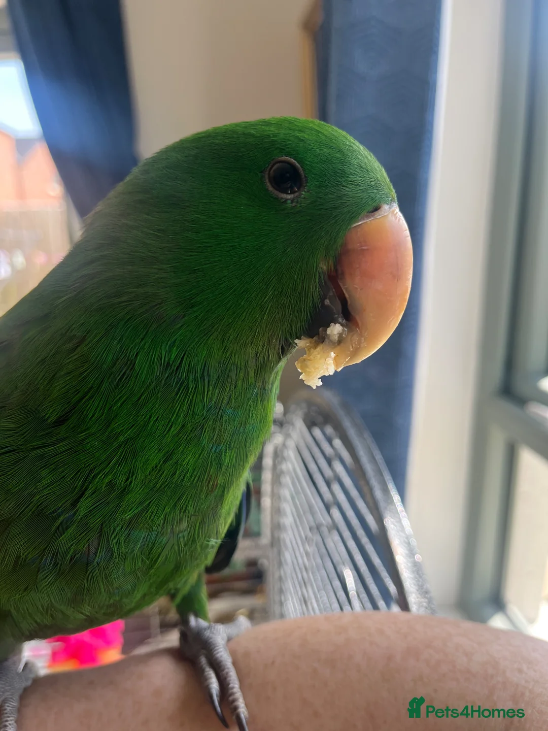 Mixed Breed birds for sale: Eclectus Parrot  in Newtownards - Advert 2