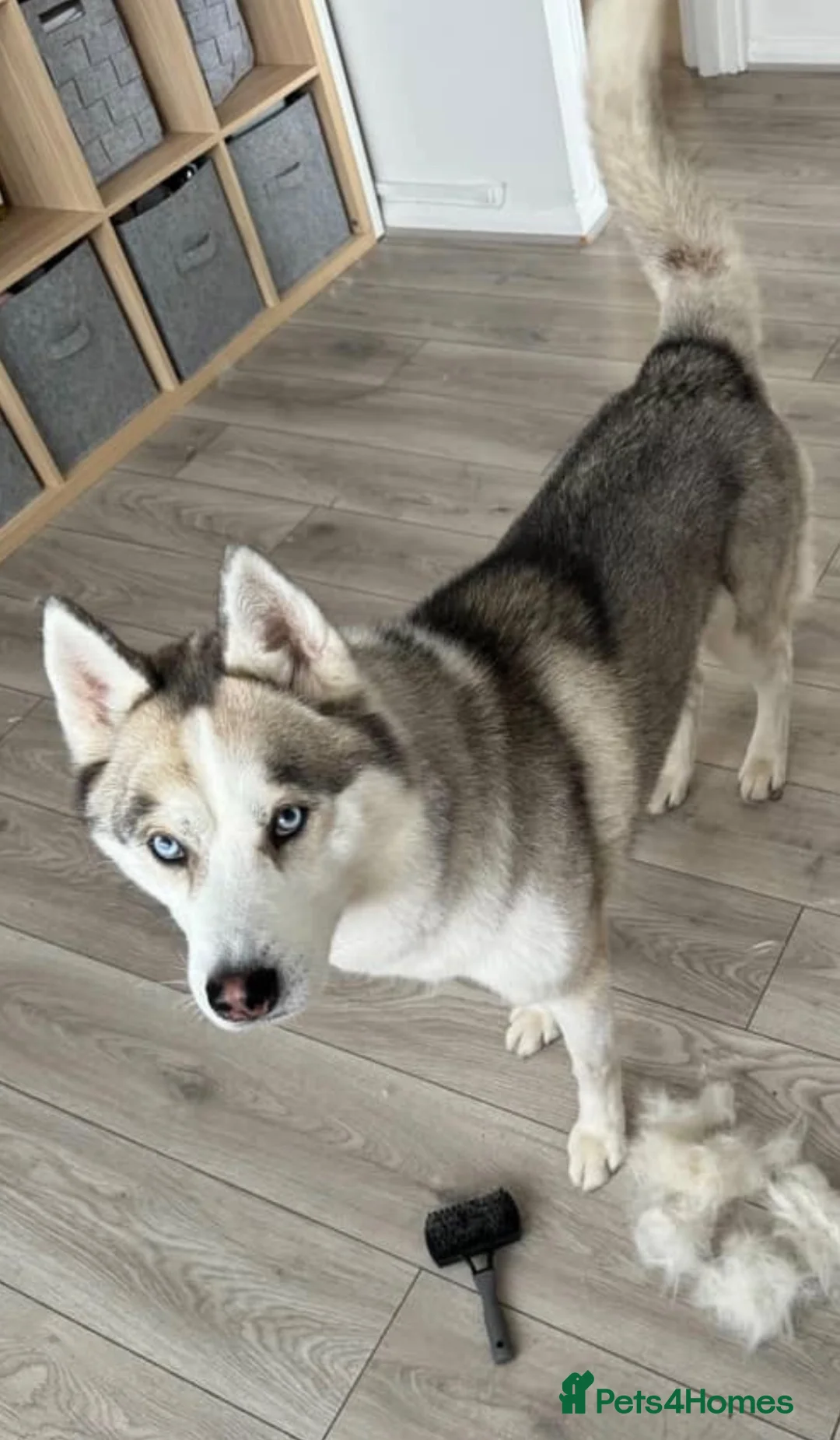 Siberian Husky dogs for stud: Proven Siberian Husky Stud - Advert 1