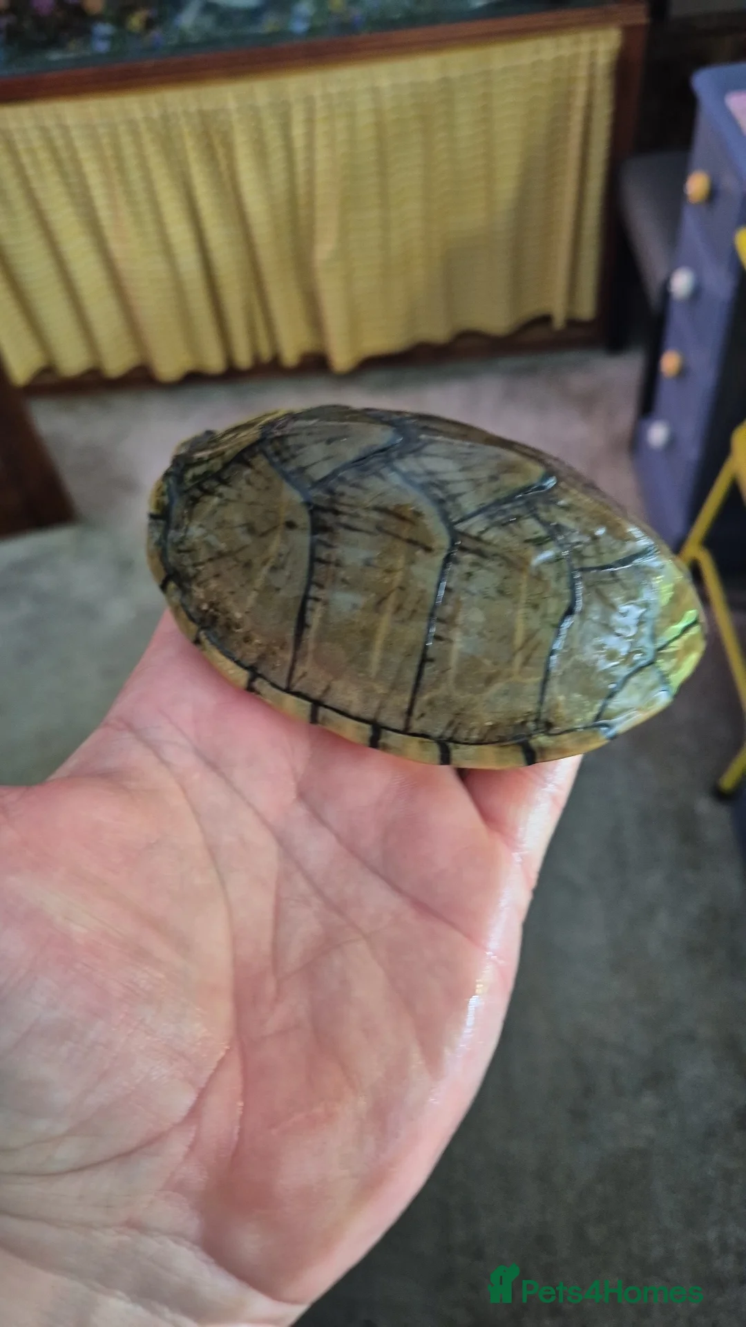 Turtle reptiles for sale: 2 razorback back turtles looking for new home in Beaumaris - Advert 2