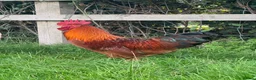 Chickens poultry for sale: (Piri Piri) Rhode Island Red Cockerel  - Advert 3
