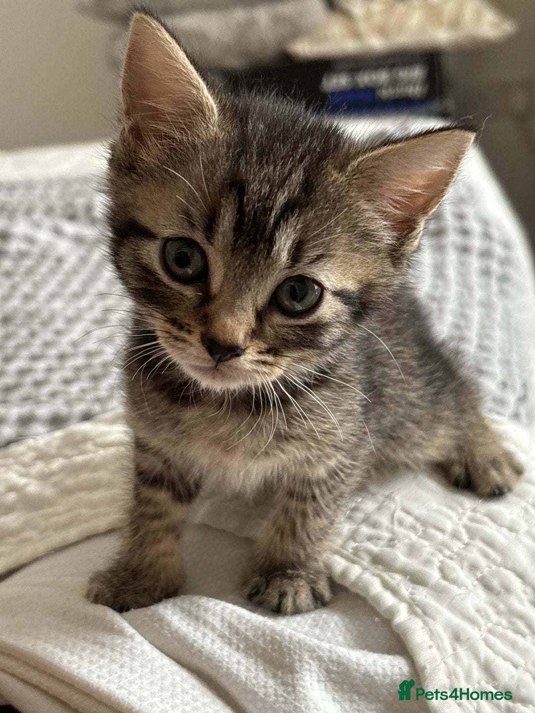 American Shorthair cats for sale: 🌟Adorable kittens now ready 4 forever home🌟 - Image 9