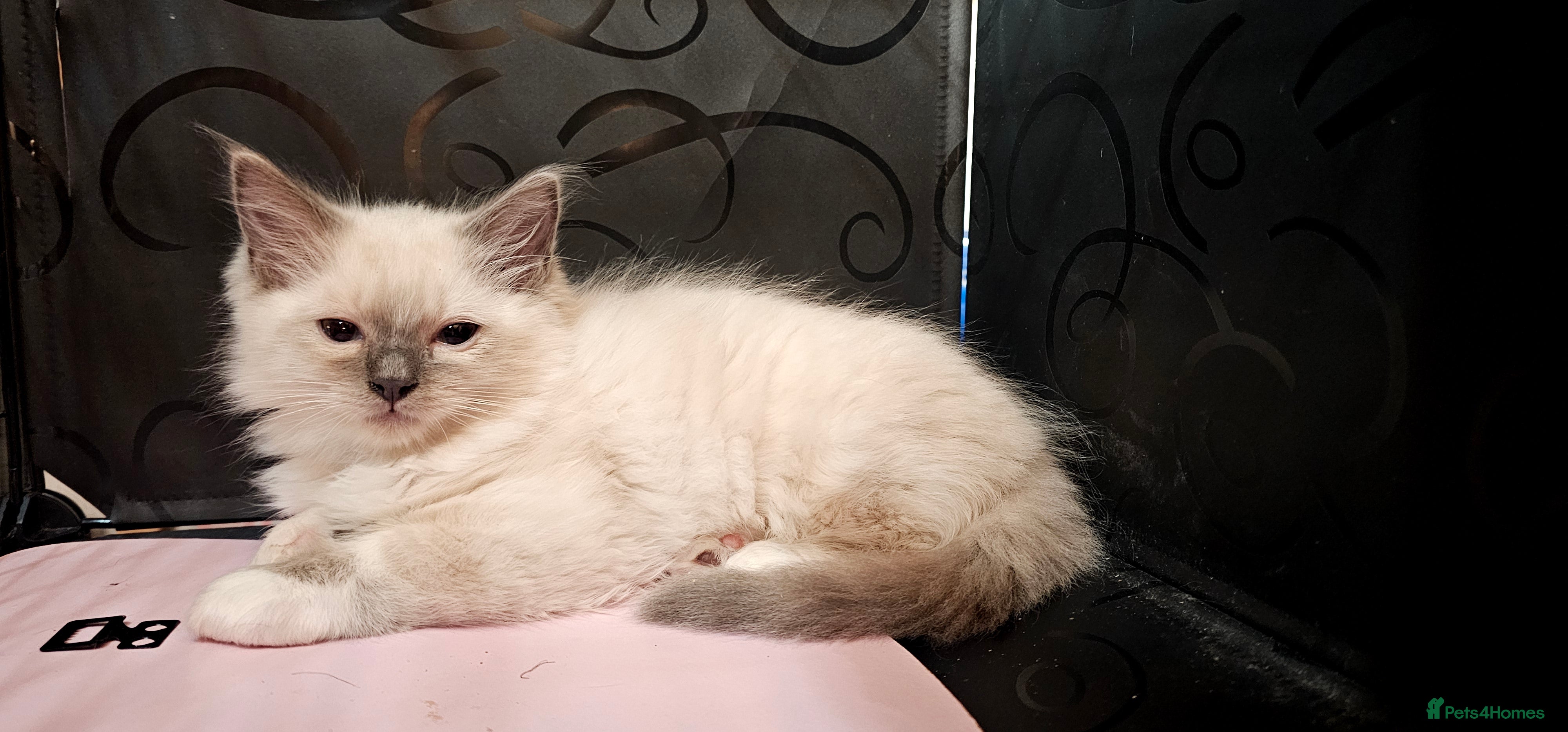 Ragdoll cats Pedigree Ragdoll last boy Blue point Mitted - Advert 4