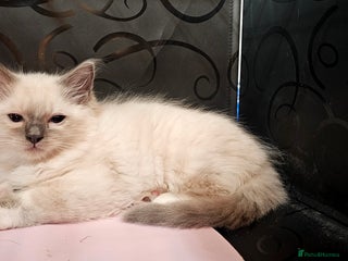 Ragdoll cats Pedigree Ragdoll last boy Blue point Mitted - Advert 4