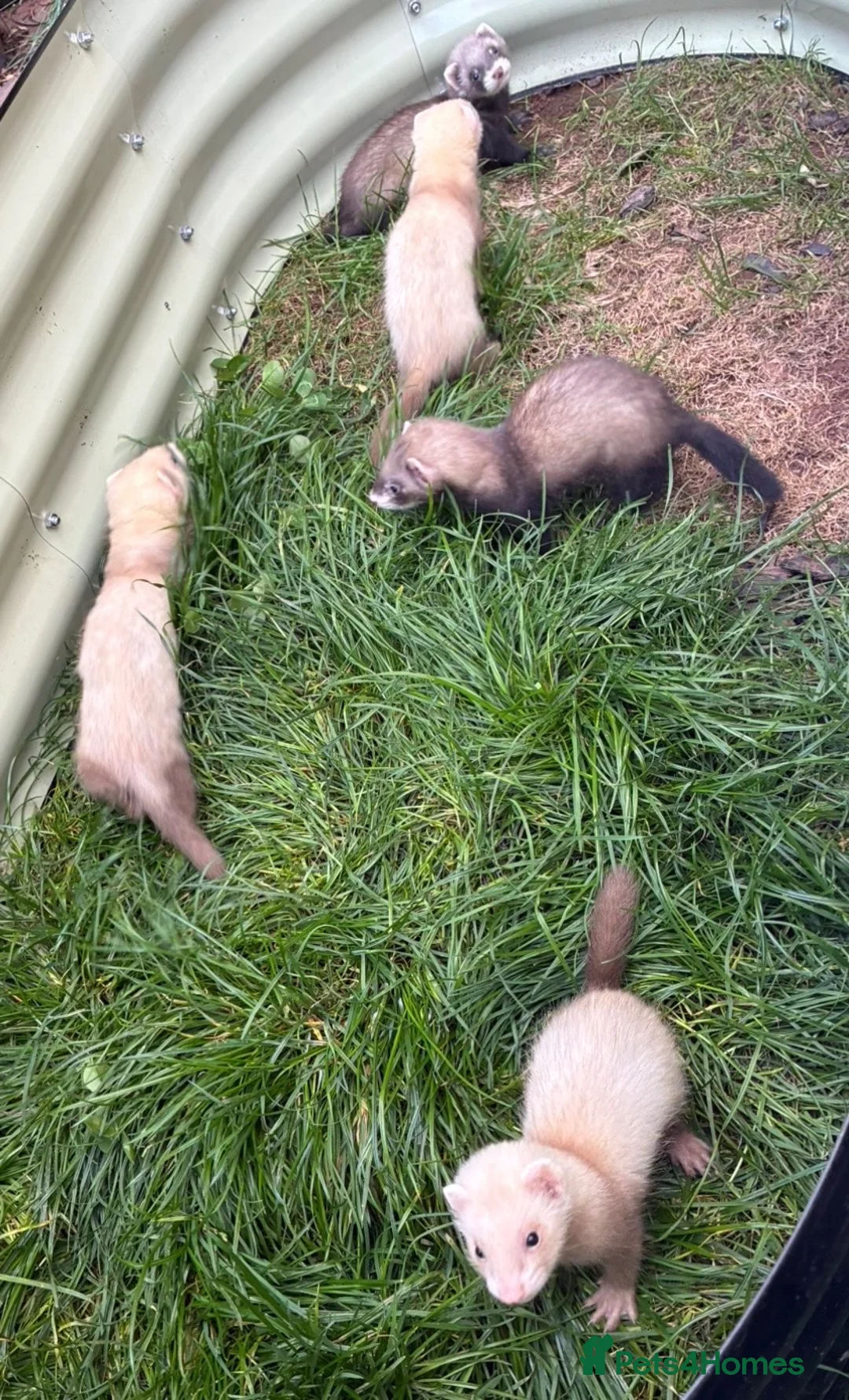 Ferret rodents for sale: Ferret kits  in Kidderminster - Advert 2